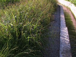 Vivers Càrex - Carex pendula 